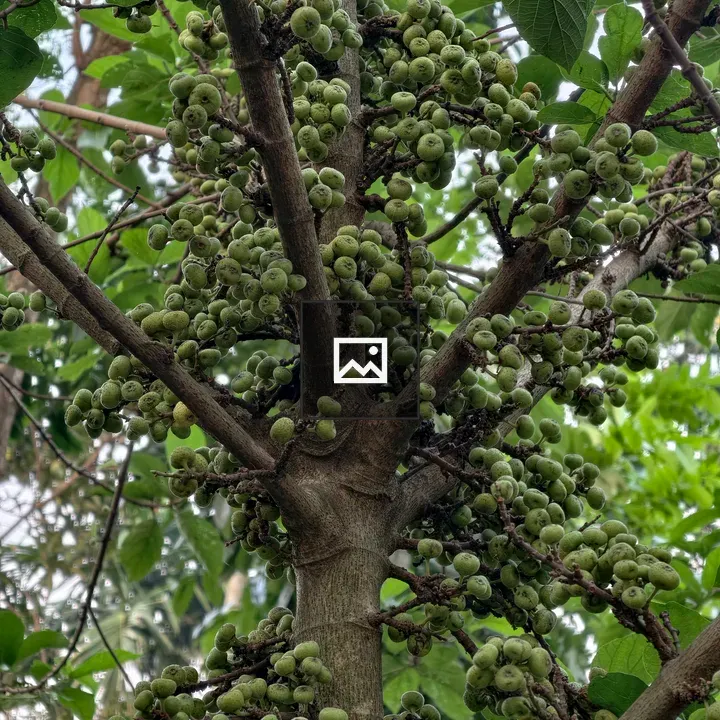 Jagdumur tree with green fruits