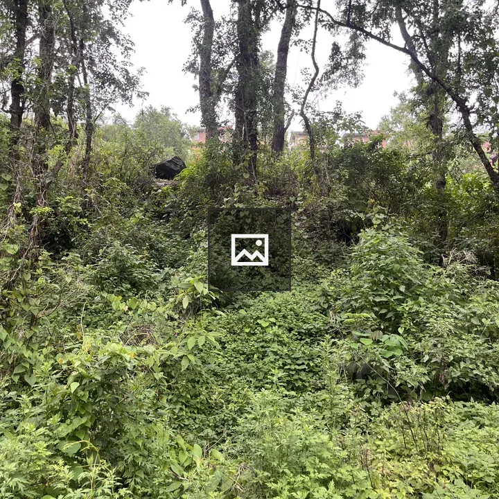 Dense woodland scene