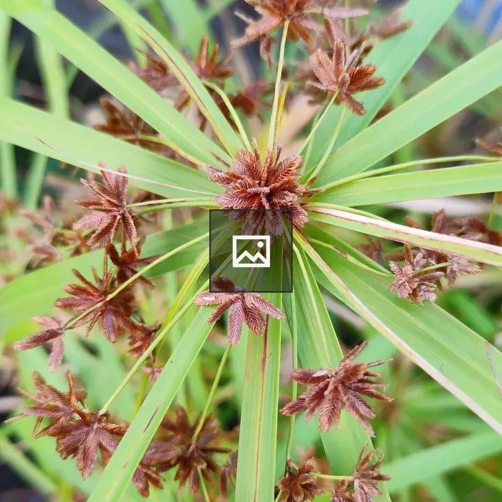 Plant Nutsedge