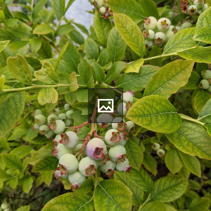 Blue berries growing