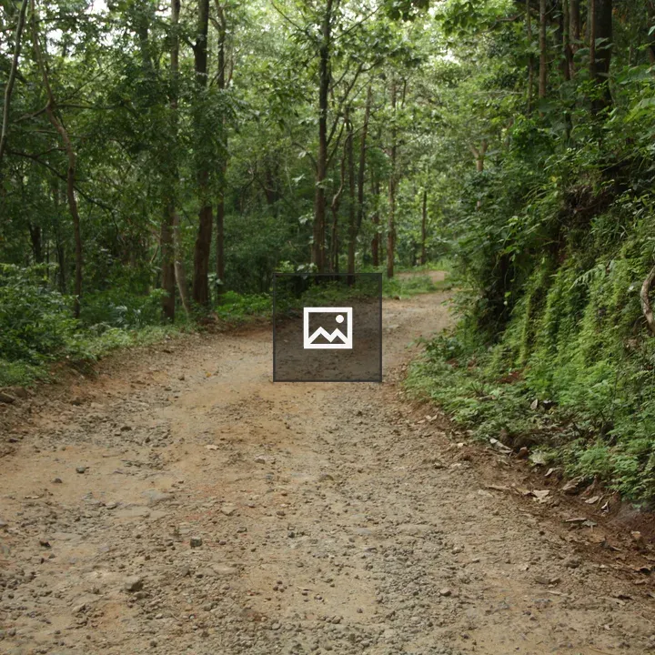 Forest Road