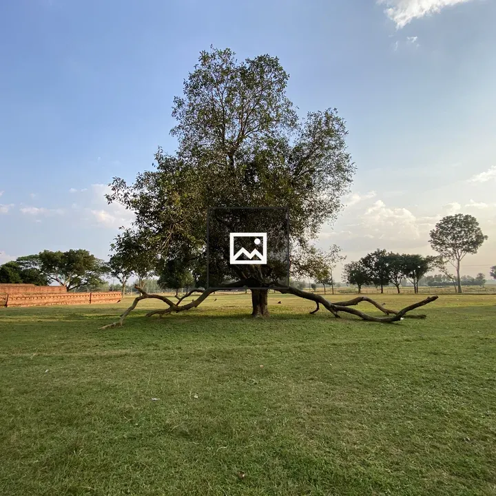 Tree in grassy field