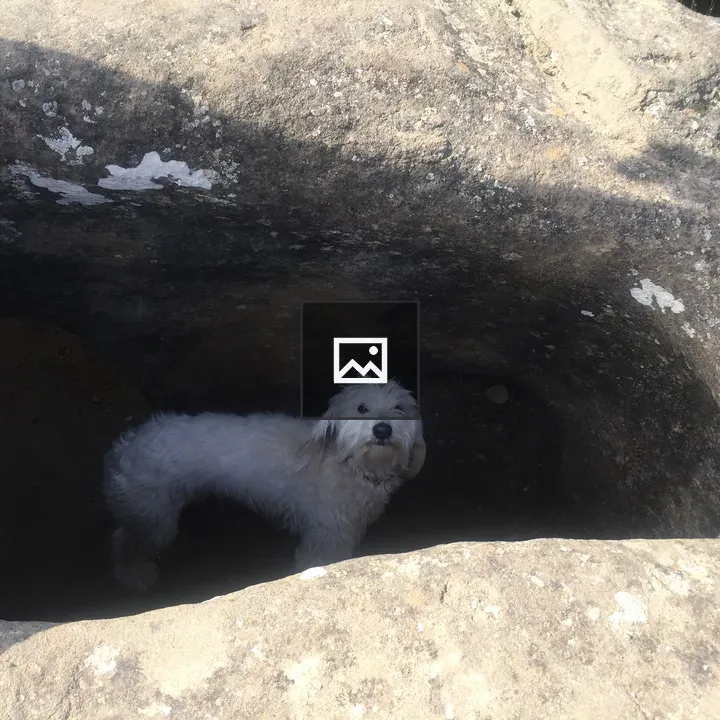 White Fluffy Dog in Cave