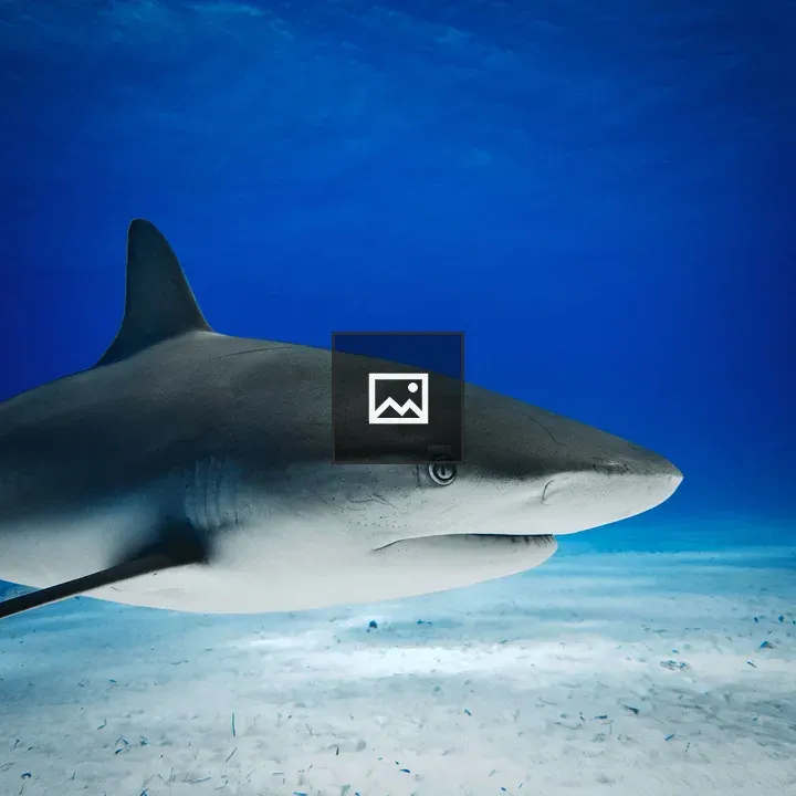 Caribbean reef shark head and trunk