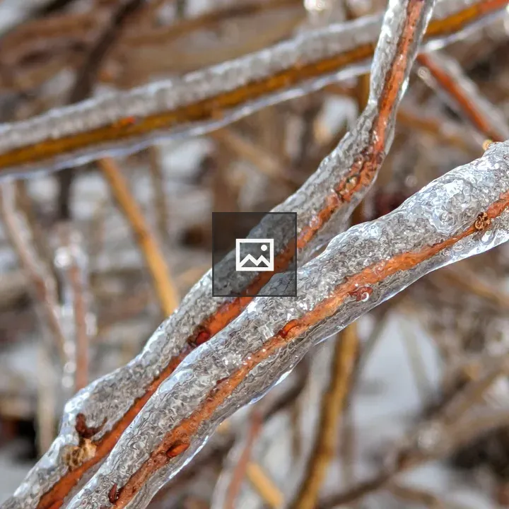 Twigs Encased in Ice