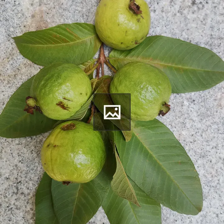 Guavas on Tree Branch