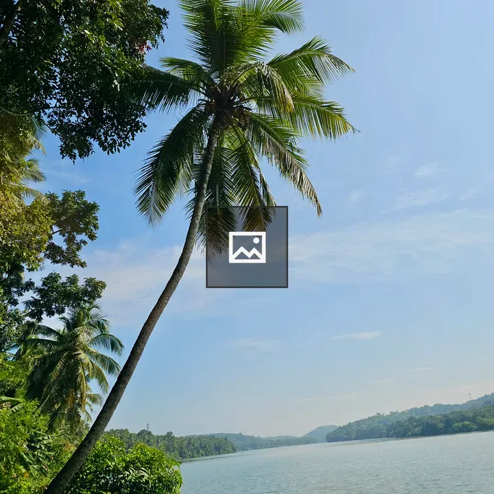 Leaning coconut tree by river