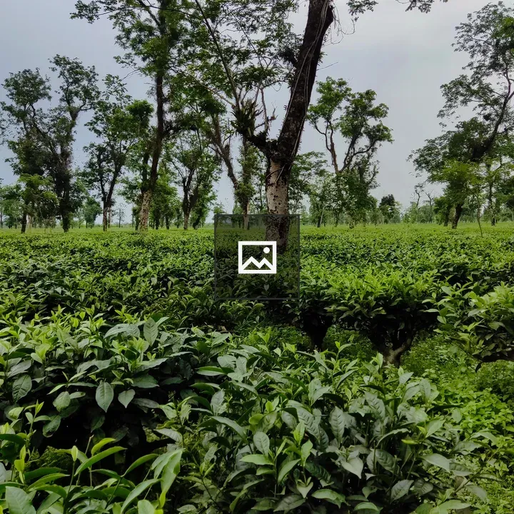 Tea garden in Sylhet