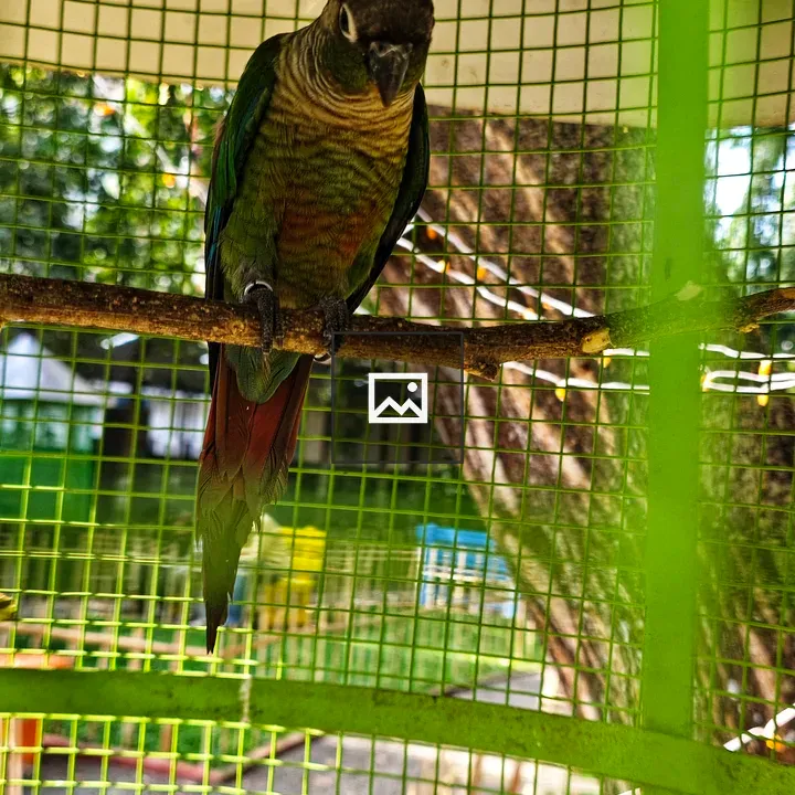 Parrot on a Branch Inside Cage