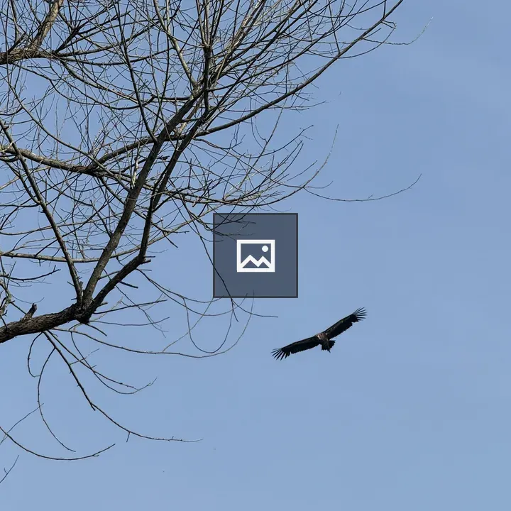 Vulture Flying Near Tree Branches