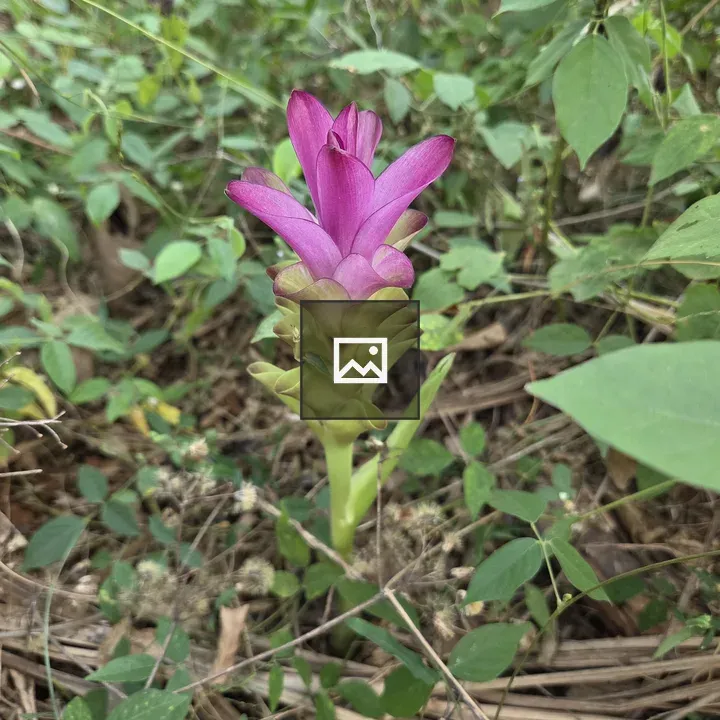 Siam tulip pink flower