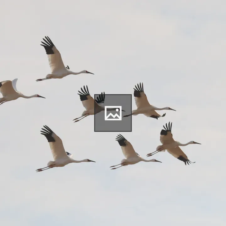 Seven Siberian Cranes in Flight