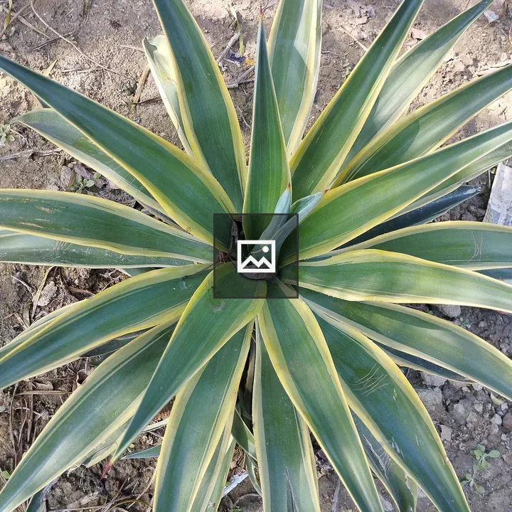 Green and Yellow Spiky Plant