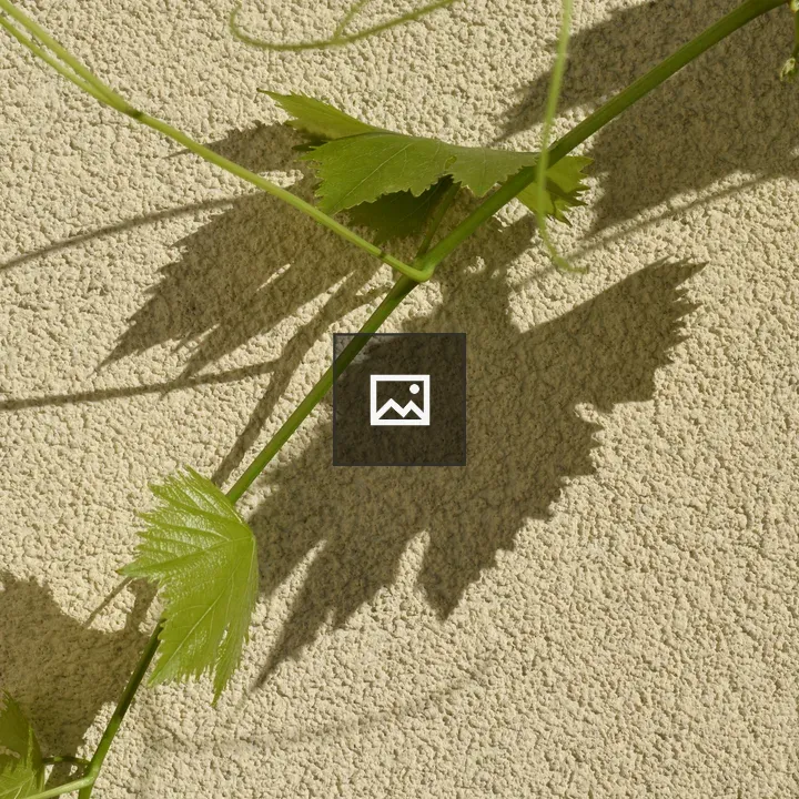Close-up of green vine leaves