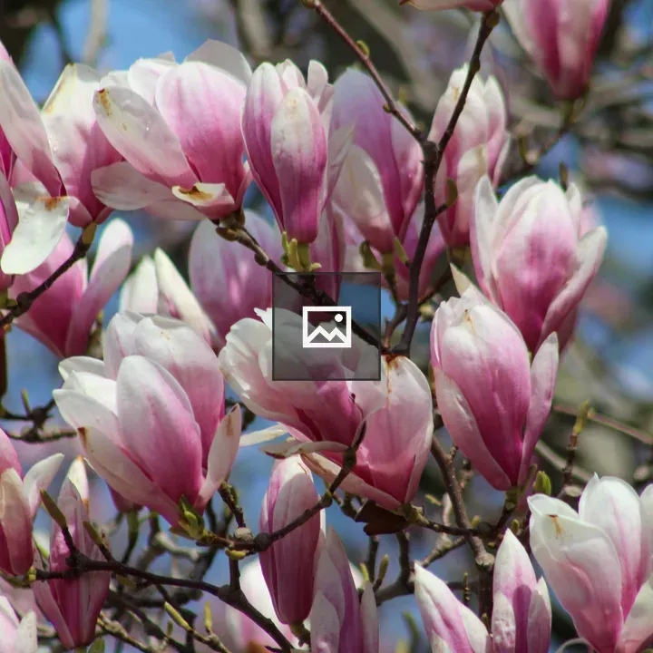 Magnolia Tree Blossoms