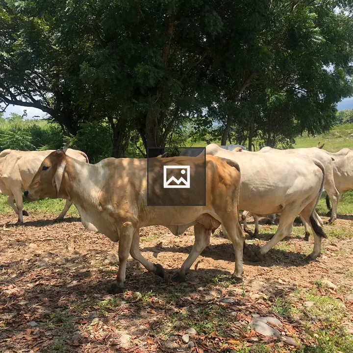 Herd of cows in a shaded meadow