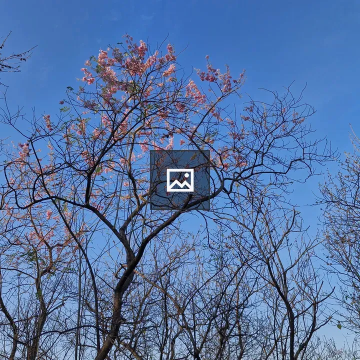 Blossoming Flowers in Branches