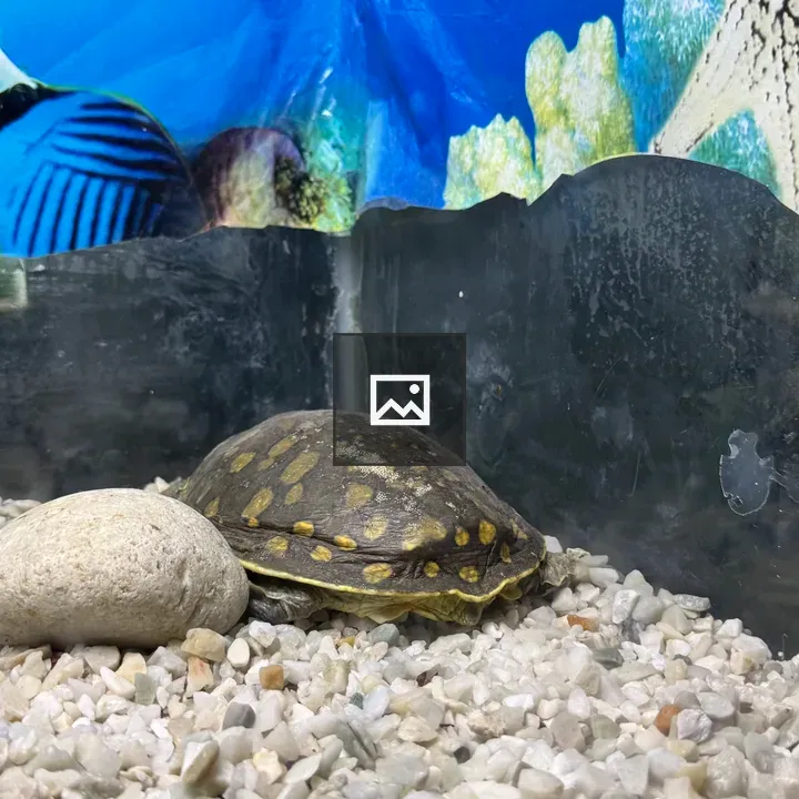 Turtle on Gravel by Rock