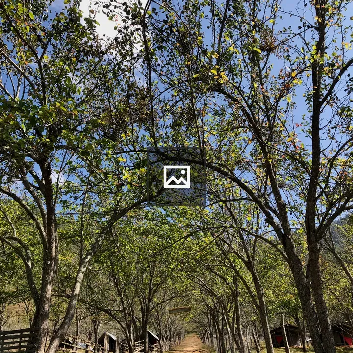 Dirt Path Through Tree Archway