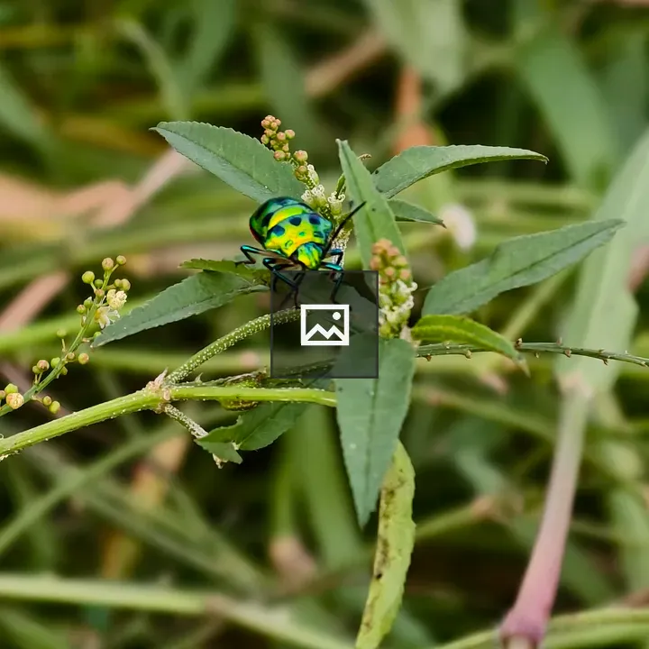 Shiny jewel bug on green leaf