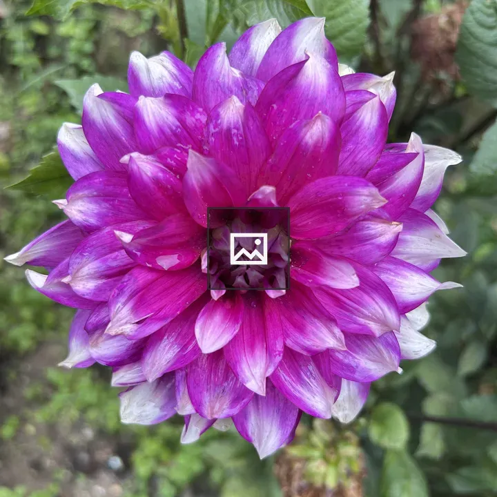 Pink dahlia bloom