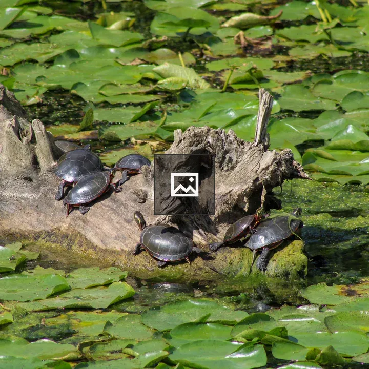 Eight Painted Turtles on Log