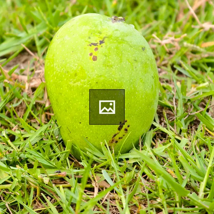 Round green mango on grass