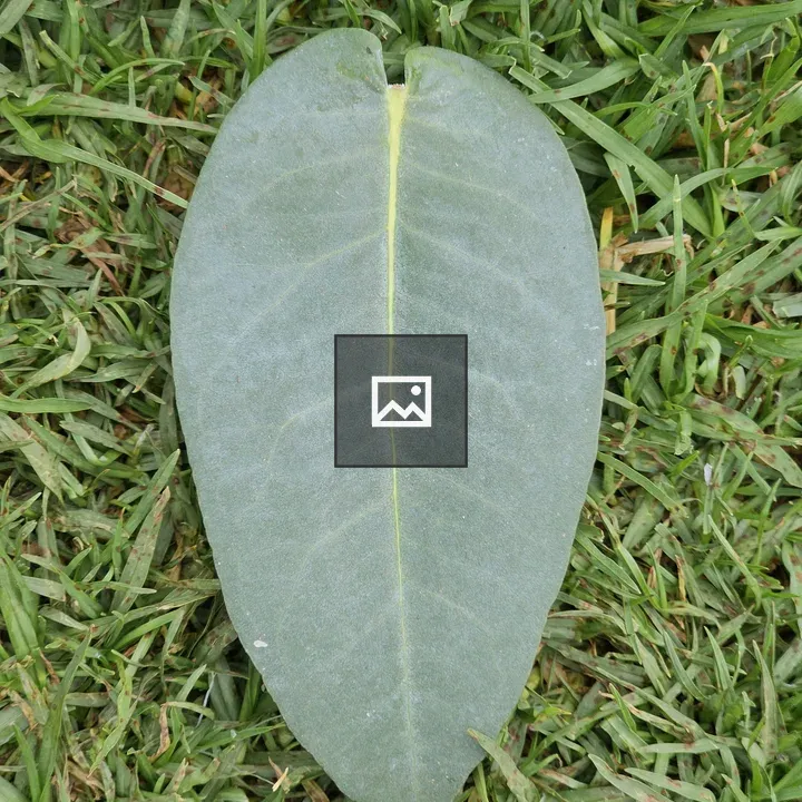 Leaf on Grass Close-up