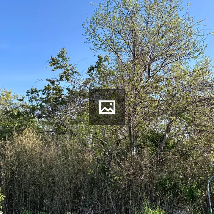 Dense thicket of trees and grasses