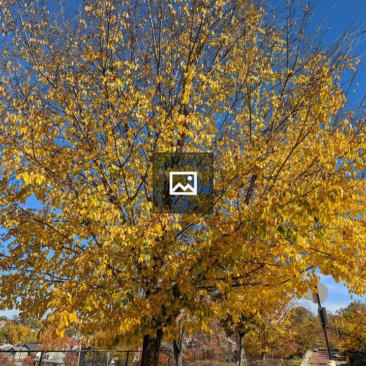 Tree with Yellowing Narrow Leaves