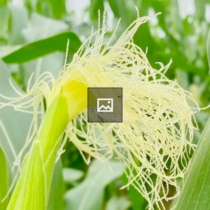 Ear of corn on stalk
