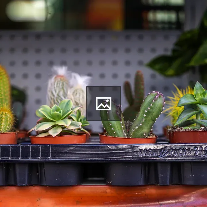 Cacti and Succulents at Nursery