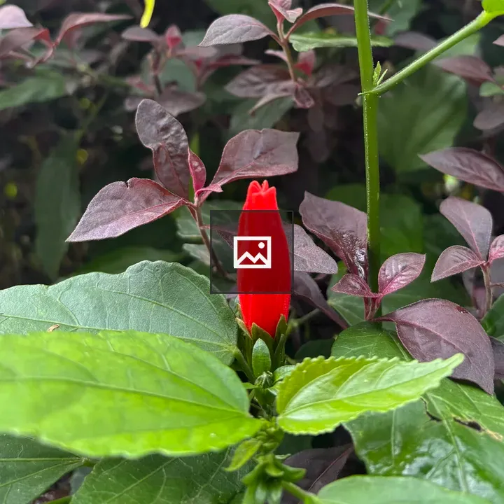 Red Flower Bud with Green Leaves