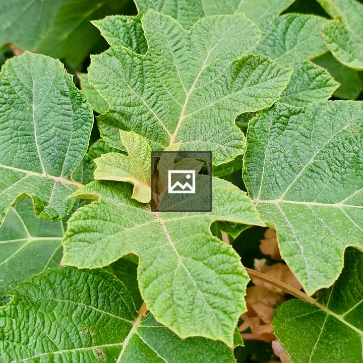 Macro green leaves close-up