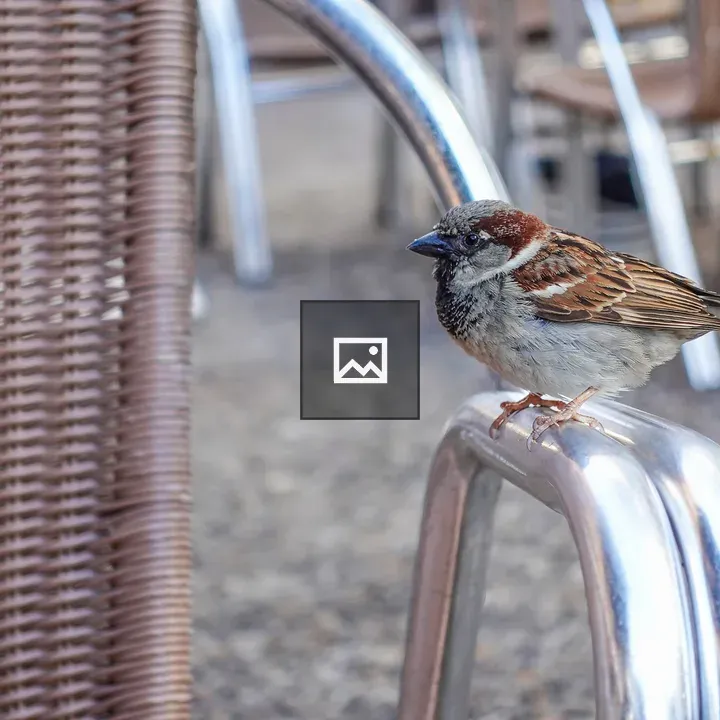 Sparrow on Chair Arm