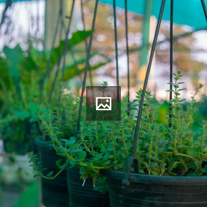 Hanging pots with greenery