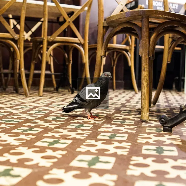Pigeon on Patterned Tile Floor