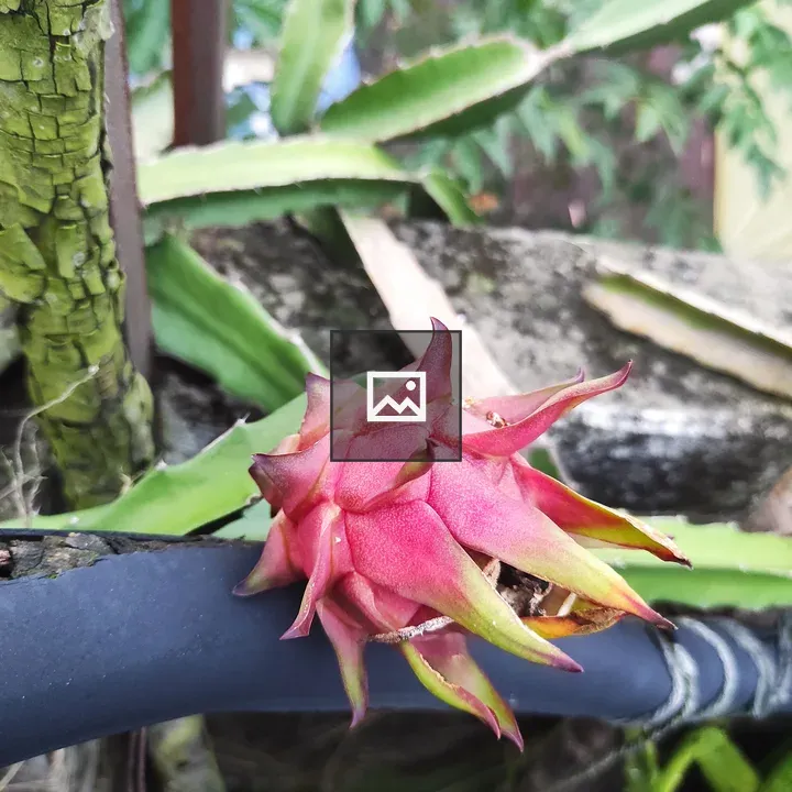 Dragon fruit close-up