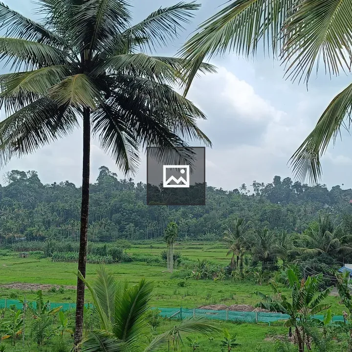 Top-view Paddy Field Scene