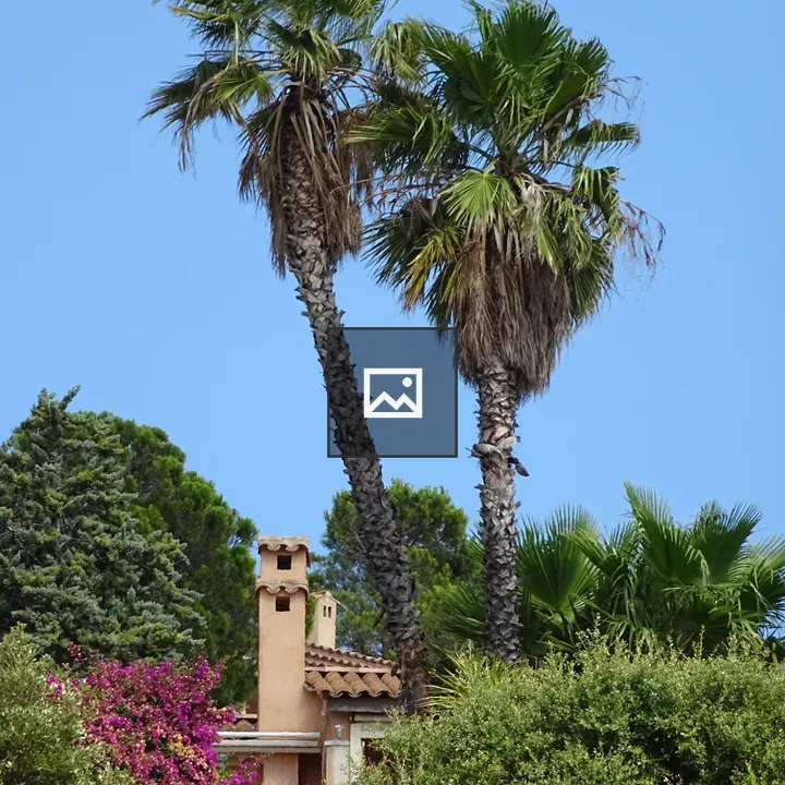 Palm Trees and Mediterranean House