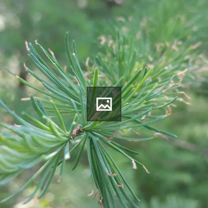 Pine branch