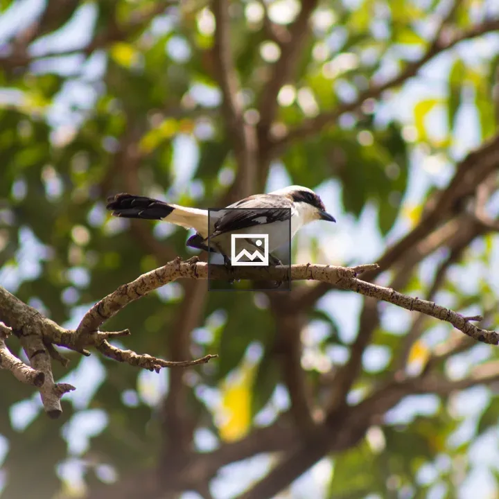 Bird on slender branch