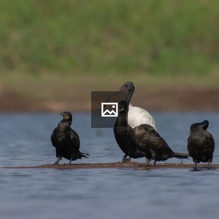 Four cormorants on sandy island
