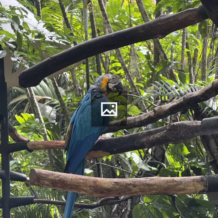 Blue macaw on a branch