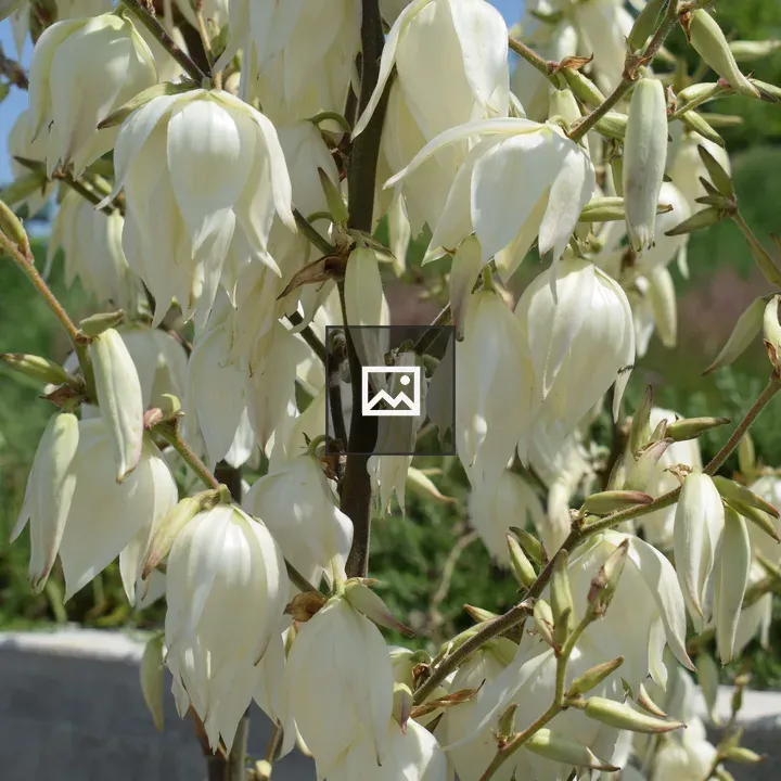 Group of white flowers