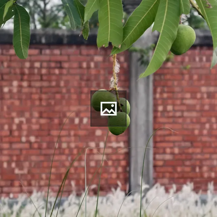 Small green mangoes on branch