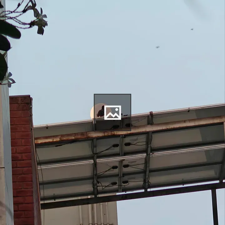 Bird silhouette on rooftop with moon