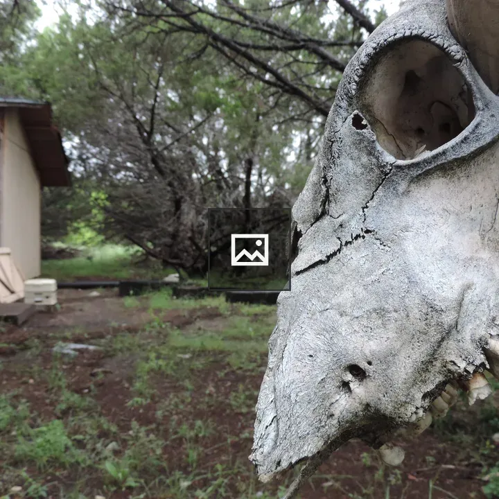 Cow skull on a farm