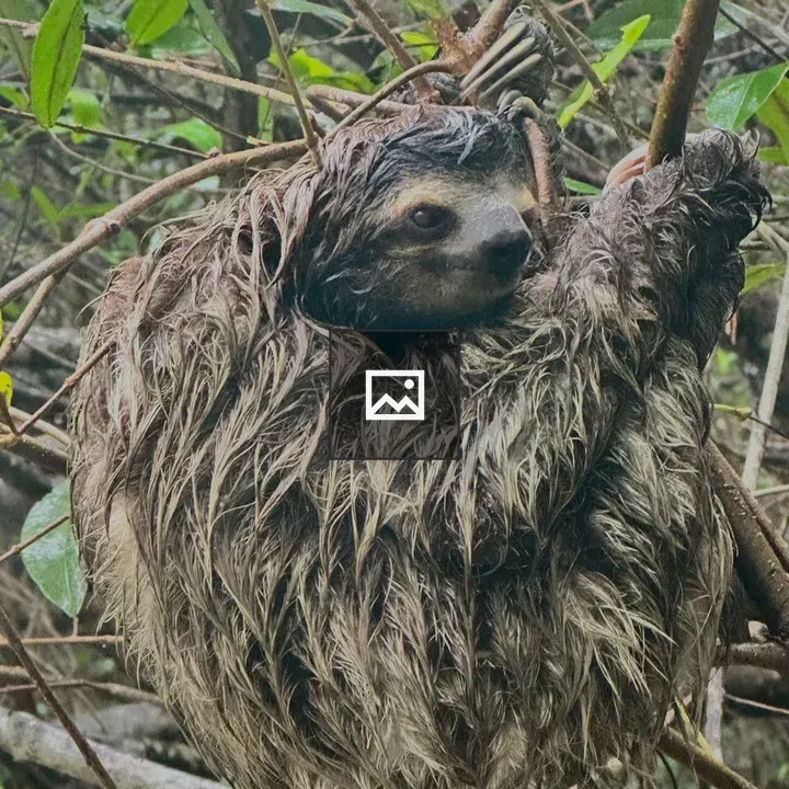 Three-toed Sloth in Cahuita National Park