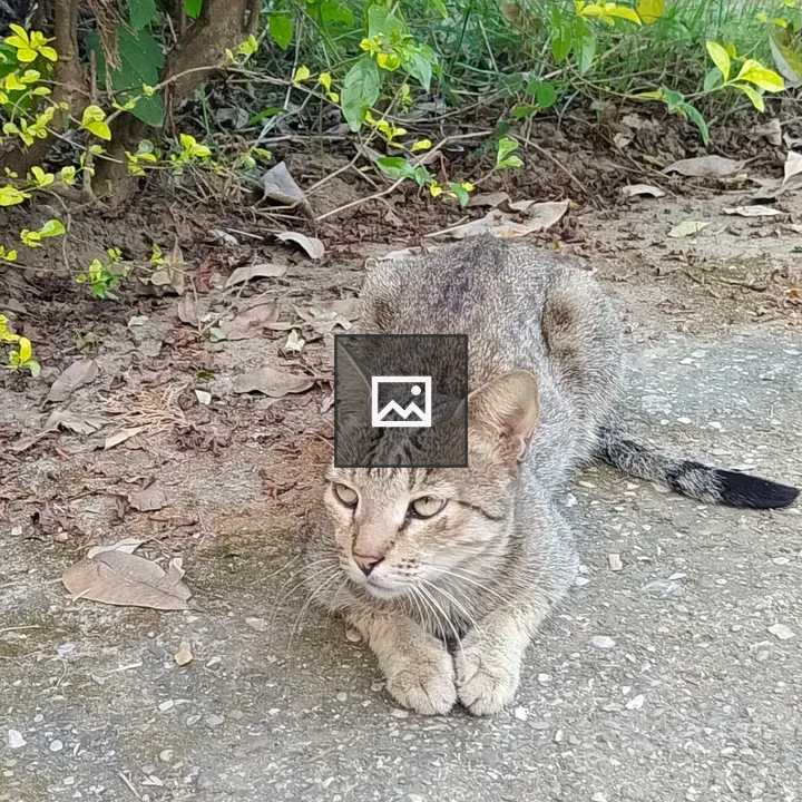 Tabby Cat on Gravel Path